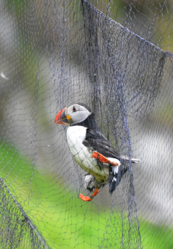 Photo of a Puffin in a mist net, against a green grassy background.