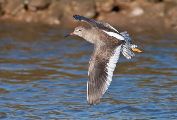 A brown and white wading bird with red legs flying over water