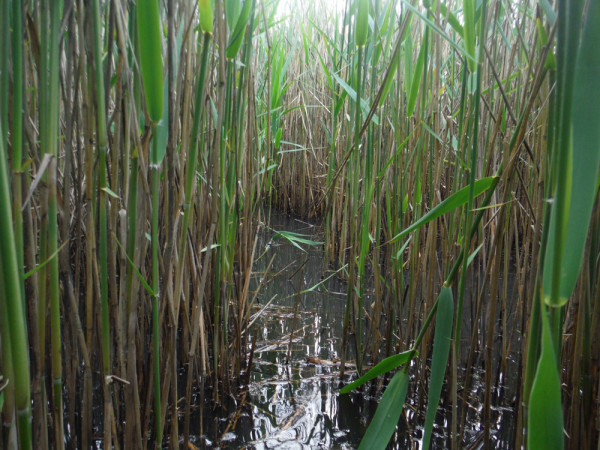 Reedbed. Mike Toms / BTO