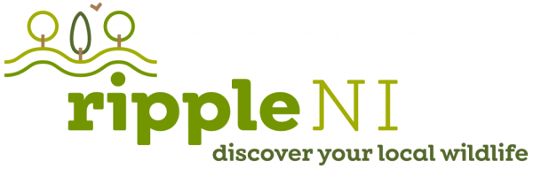 Ripple NI Logo
