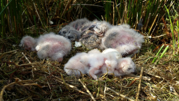 Short-eared Owl chicks. Ben Darvill