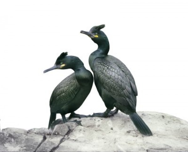 Shags by Andrew Cleeve