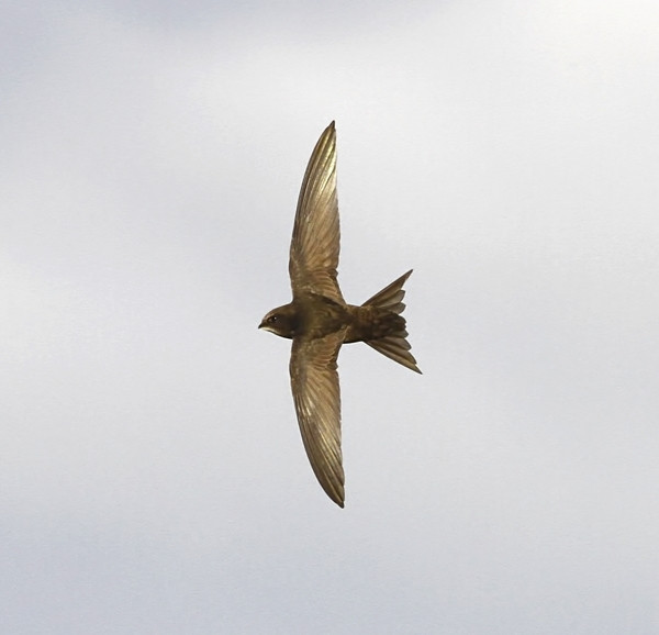 Swift. Photograph by Dennis Atherton