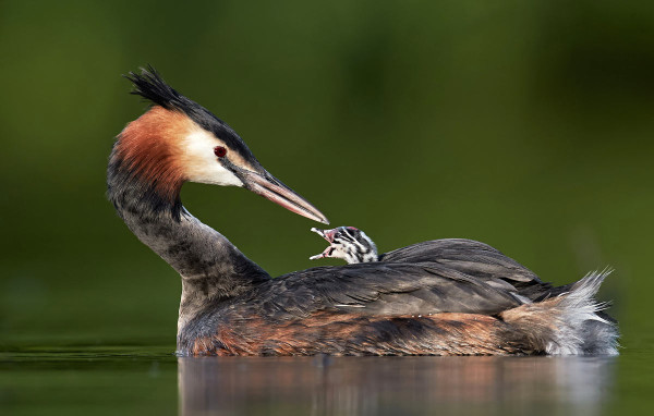 Great Crested Grebe. Photograph by Austin Thomas