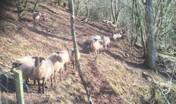 A flock of sheep standing on a woodland footpath 