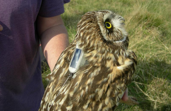 Short-eared Owl. Chris Wernham