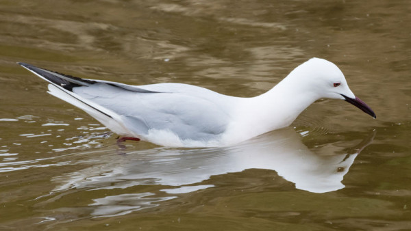 Slender-billed Gull. Philip Croft