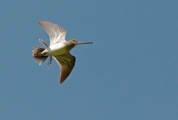 A brown and white wading bird flying against a blue sky
