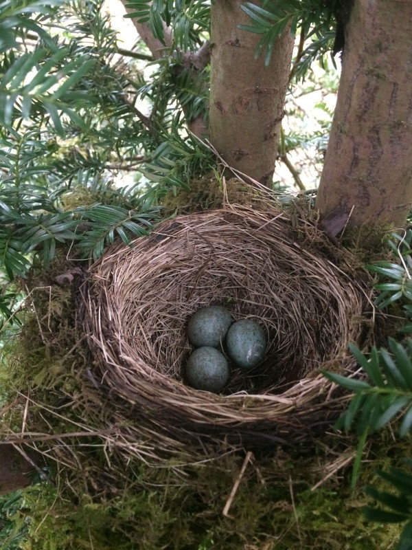 Blackbird nest with eggs by Stephen Hewitt
