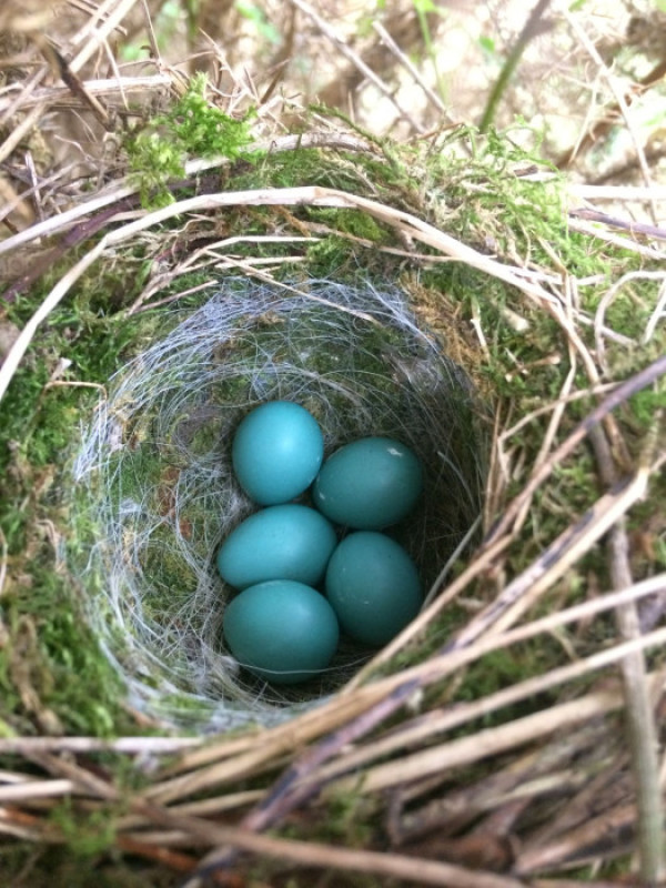 Dunnock nest with eggs by Stephen Hewitt