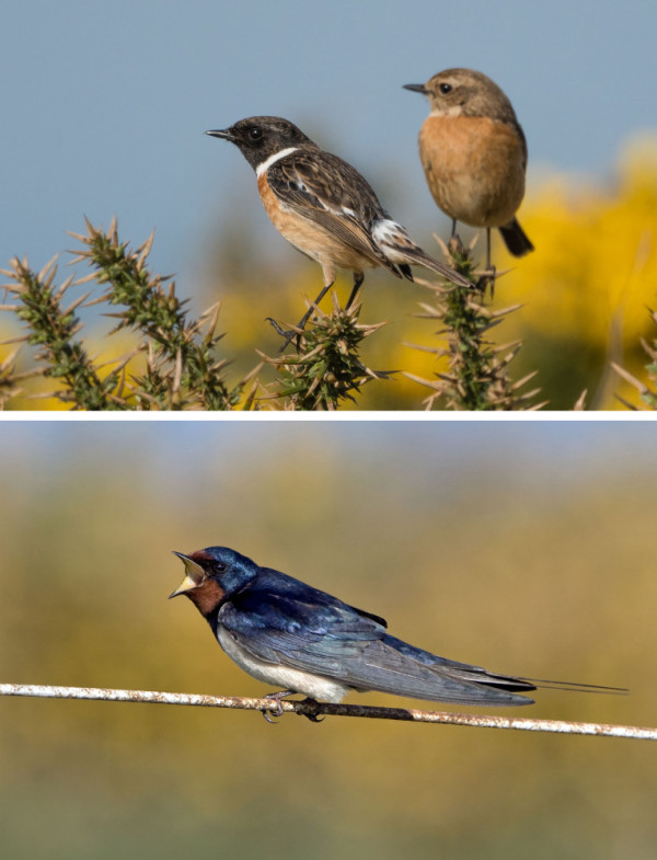 Two photos, one of a pair of Stonechats and the other of a Swallow, by Philip Croft and Paul Hillion
