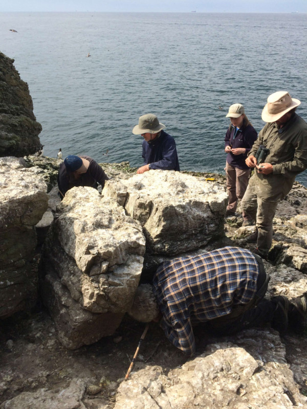Photograph of a group of ringers in a boulder colony. One person is kneeling down looking into a cavity in the rocks while the others are watching or ringing another bird. The sea is in the background.