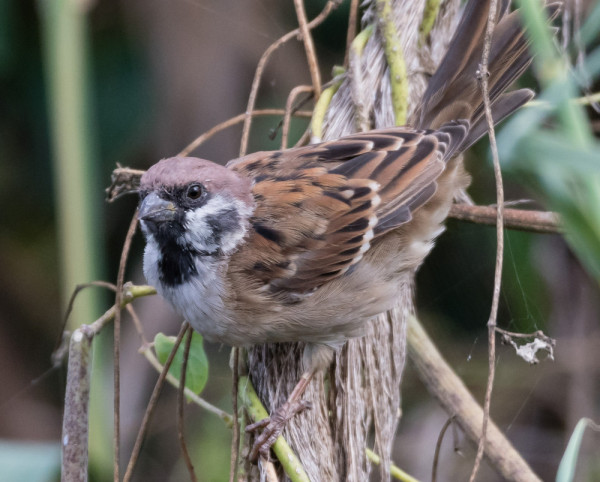 Tree Sparrow. Philip Croft / BTO
