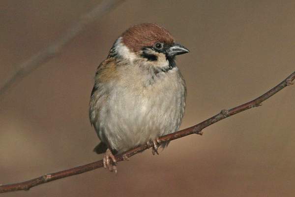 Tree Sparrow by Ron Marshall