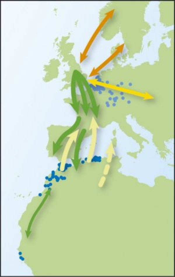 Blackcap movements (from Time to Fly)