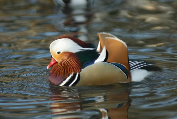 Mandarin Duck. Photograph by Neil Calbrade