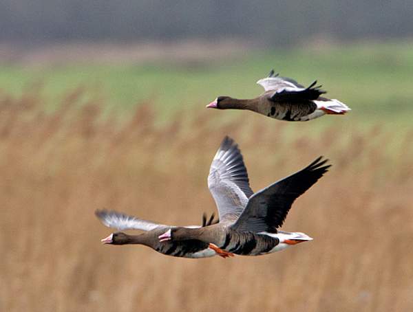 European White-fronted Geese by Chris Upson