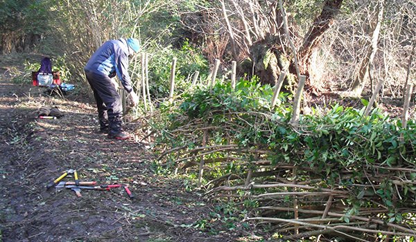 BTO Reserve - Hedge-laying