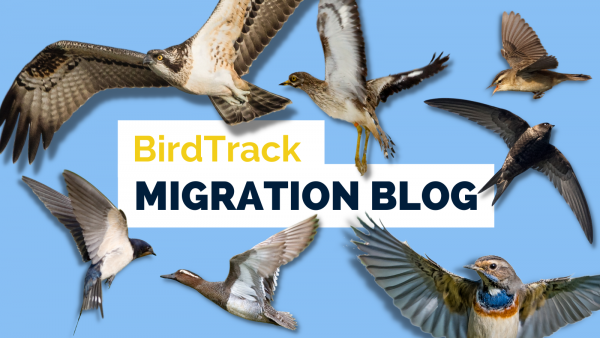 BirdTrack Migration Blog. © BennyTrapp