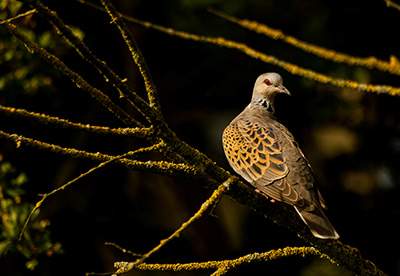 Turtle Dove. Photograph by Tom Streeter