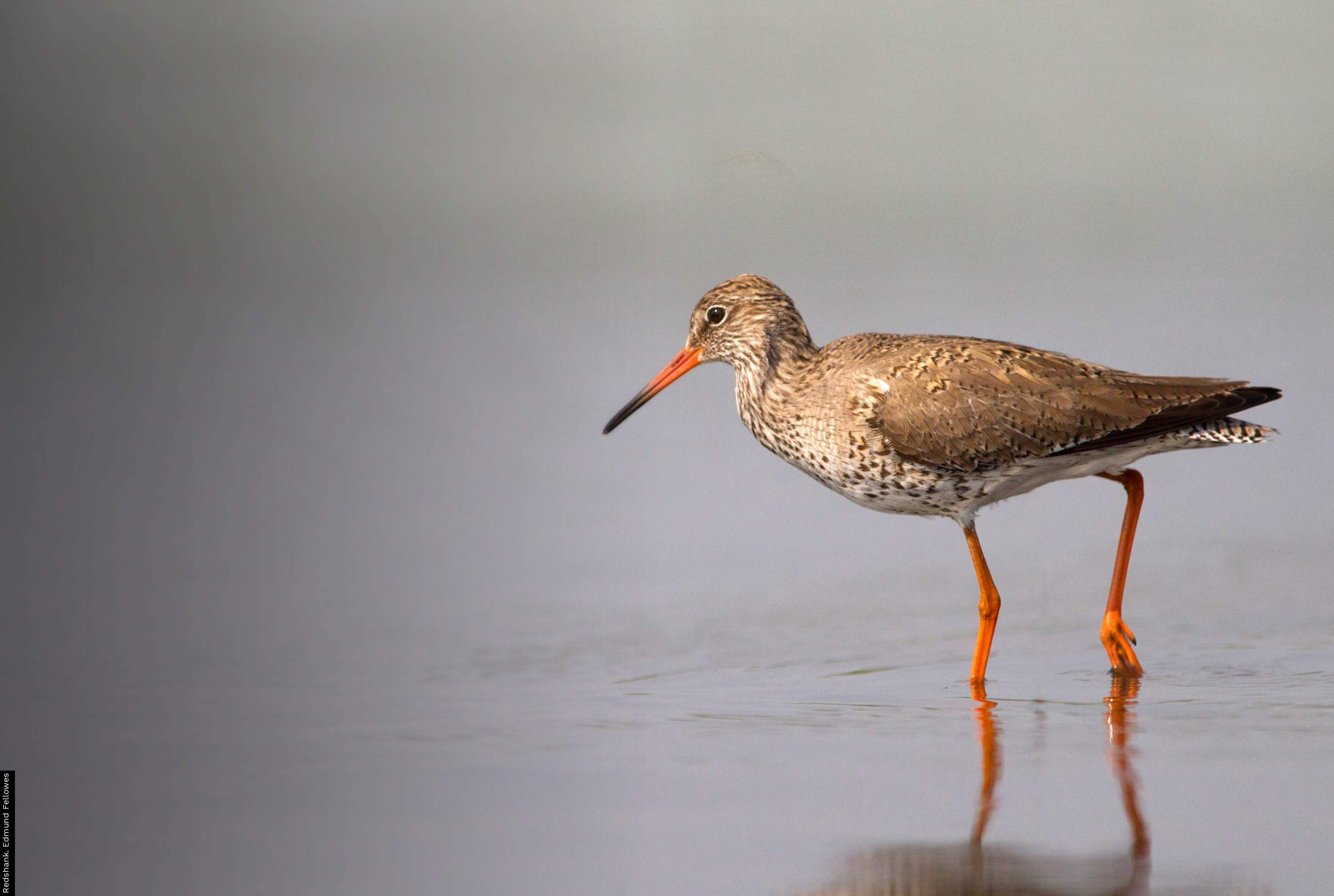 Shore Bird Identification Chart