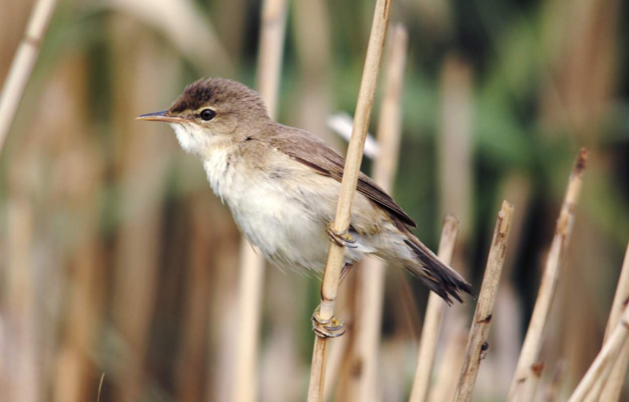 Reed Warbler perching in reeds by Amy Lewis, BTO