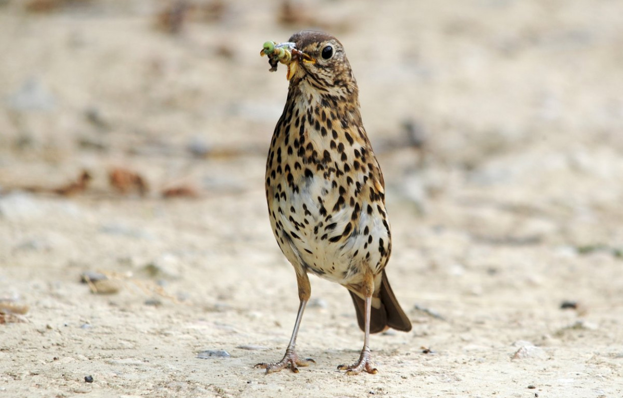 Song Thrush. photograph by Amy Lewis