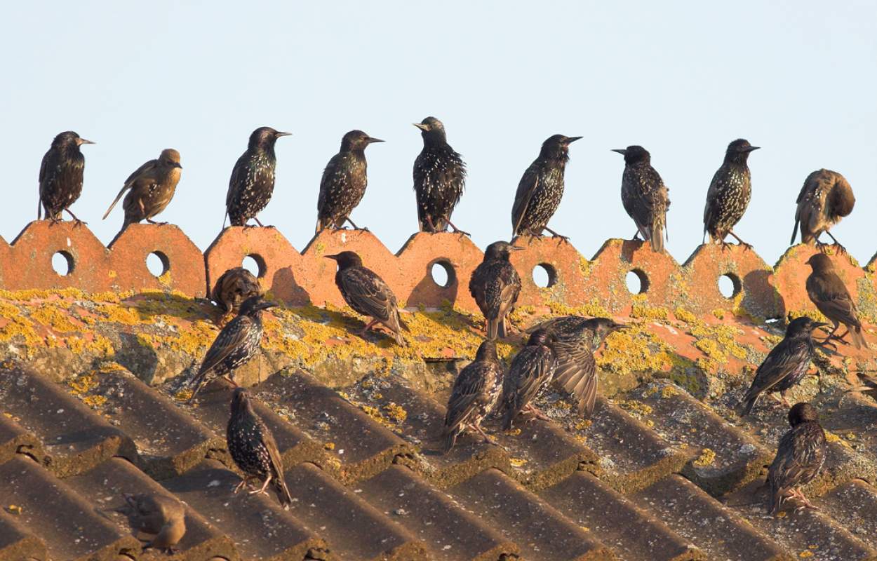 Starlings by Allan Drewitt