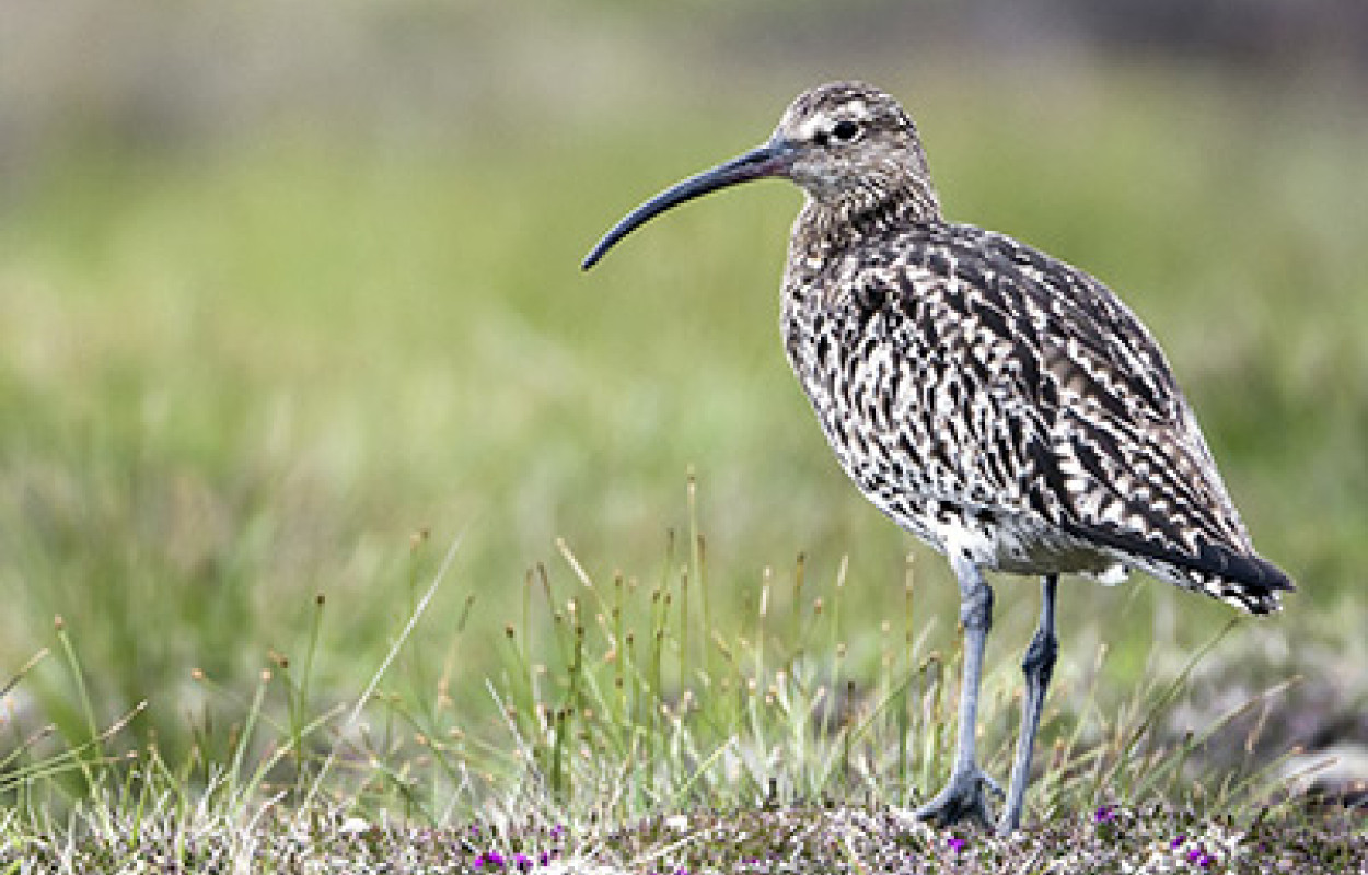 Curlew. Photograph by Paul Hillion