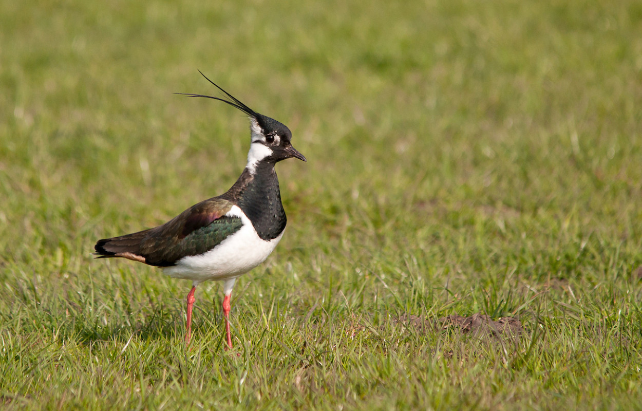 Lapwing. Photograph by Howard Stockdale