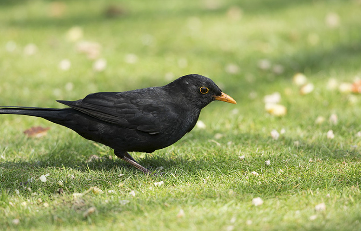 Blackbird. Photograph by Paul Newton