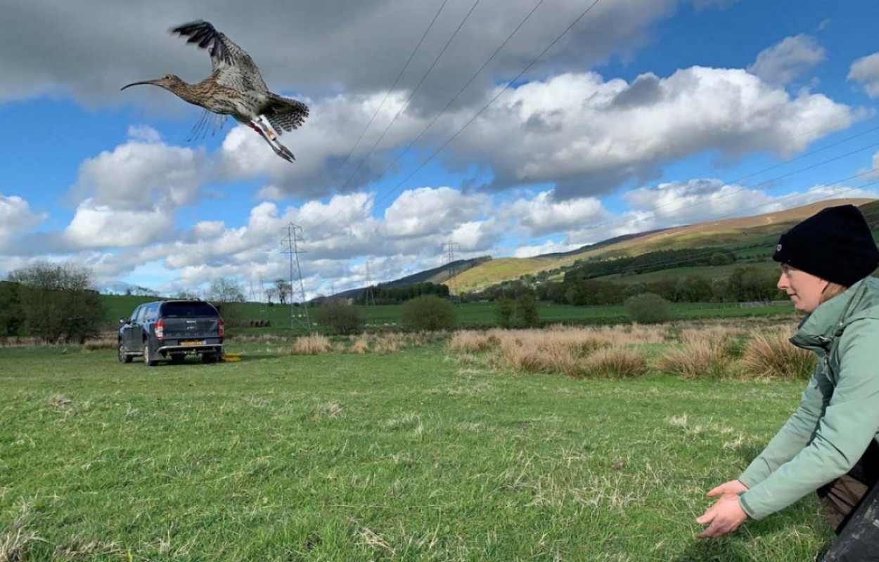 Releasing a tagged Curlew. Rachel Taylor