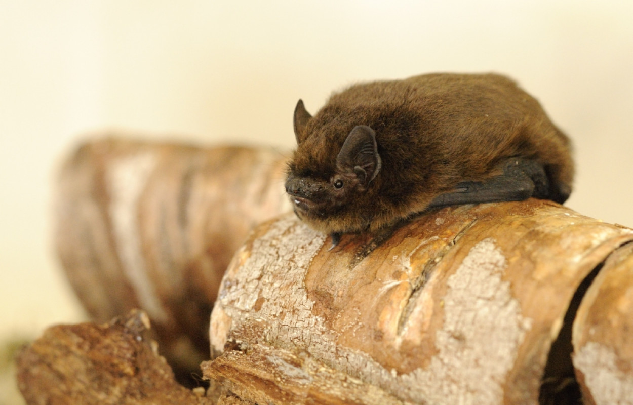 Common Pipistrelle by Amy Lewis