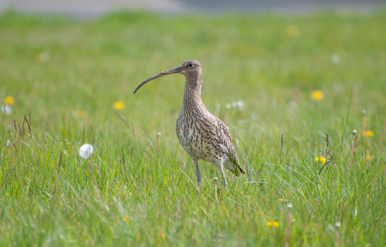 Curlew by Neil Calbrade