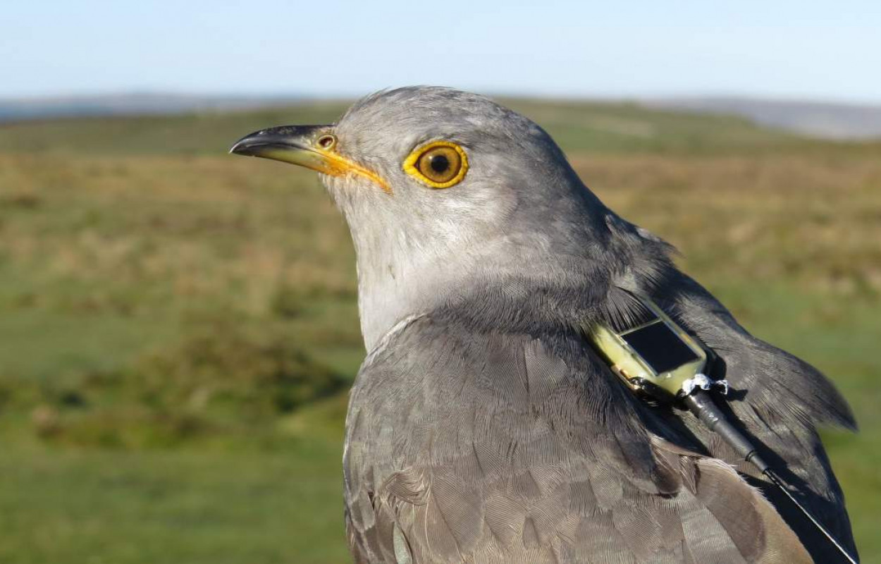 Tagged Cuckoo, photograph by Chris Hewson