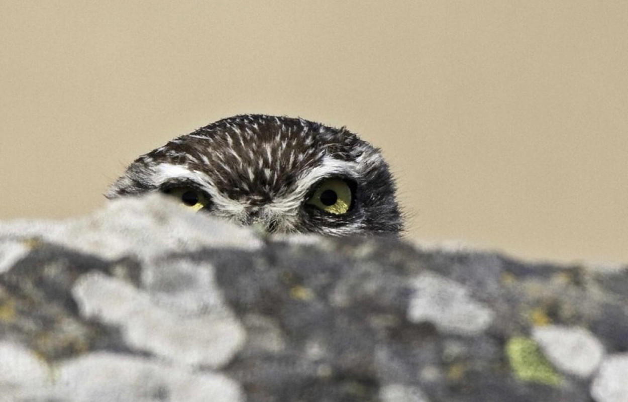 Little Owl, photograph by John Harding
