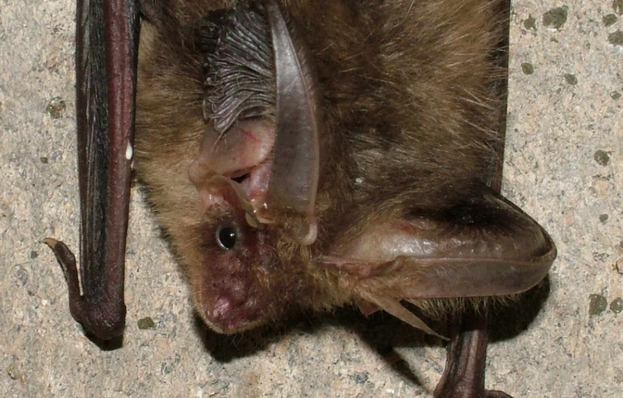 Long-eared Bat. Jez Blackburn