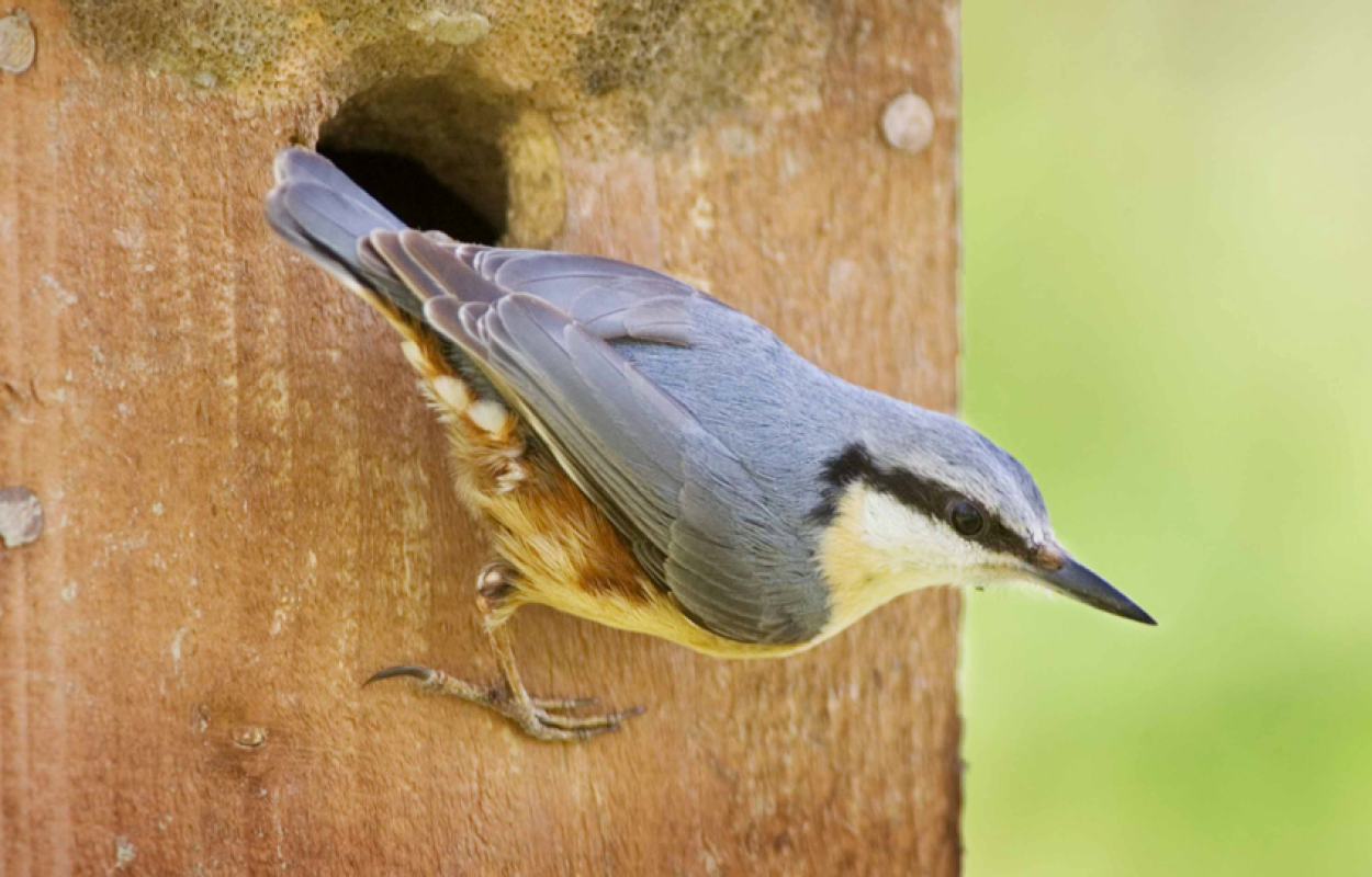 Nuthatch. Photograph by Edmund Fellowes