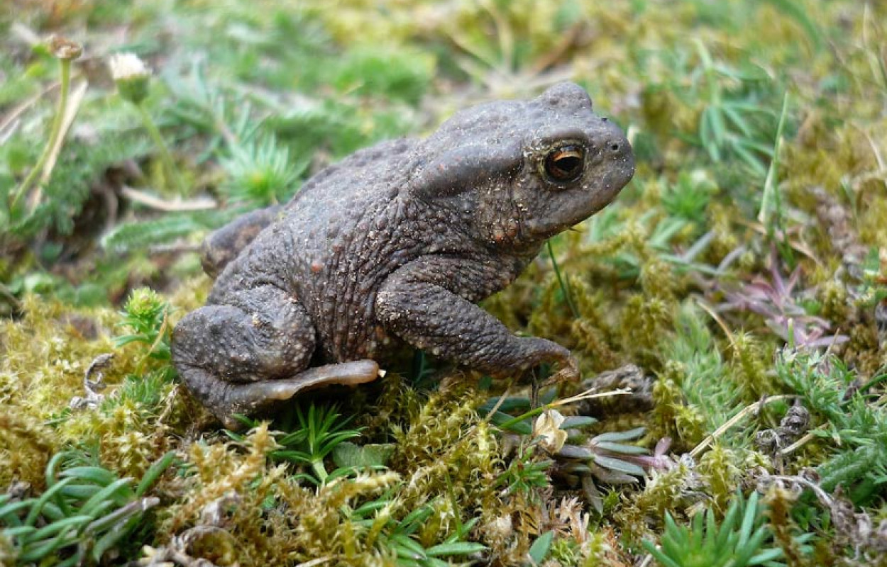Common Toad. Moss Taylor