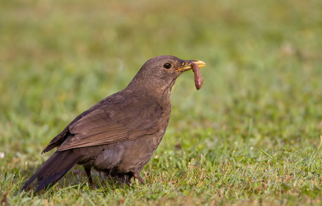 Blackbird with earthworm, by Liz Cutting / BTO