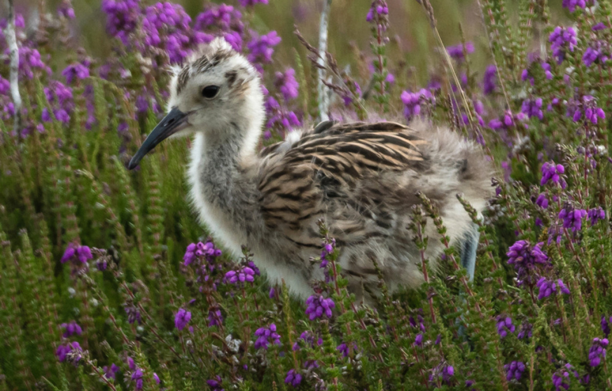 Curlew chick by Philip Croft
