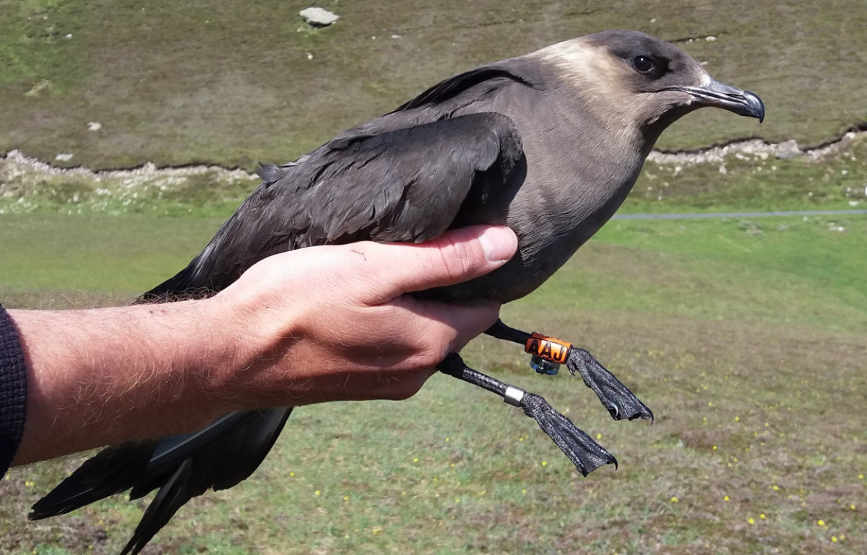 Arctic Skua with ring and geolocator on leg, by Sarah Harris / BTO
