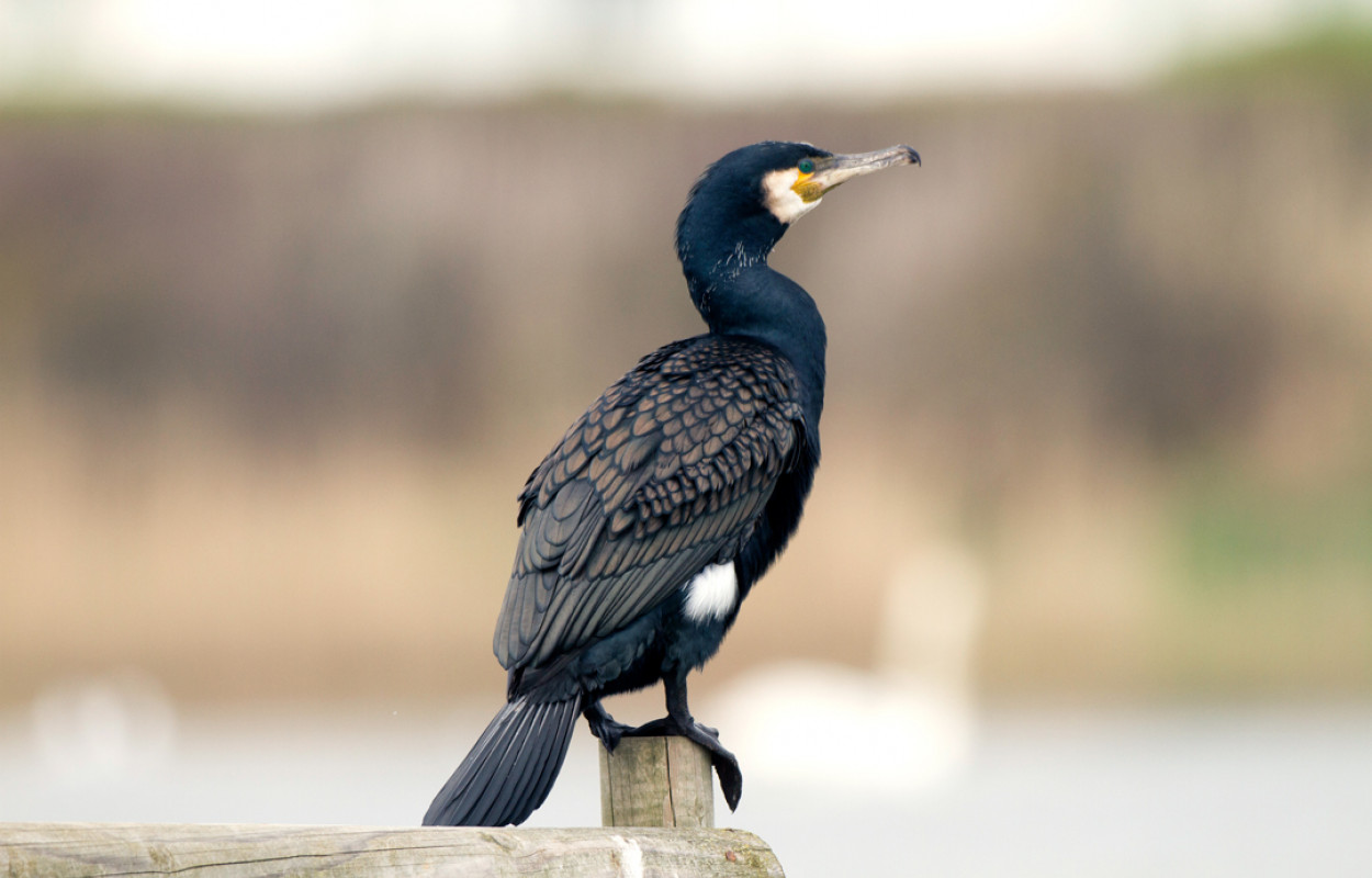 Cormorant by John Harding