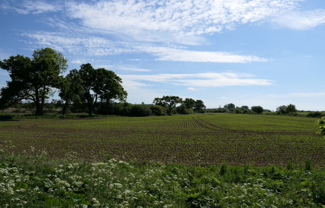 Arable landscape by Mike Toms / BTO