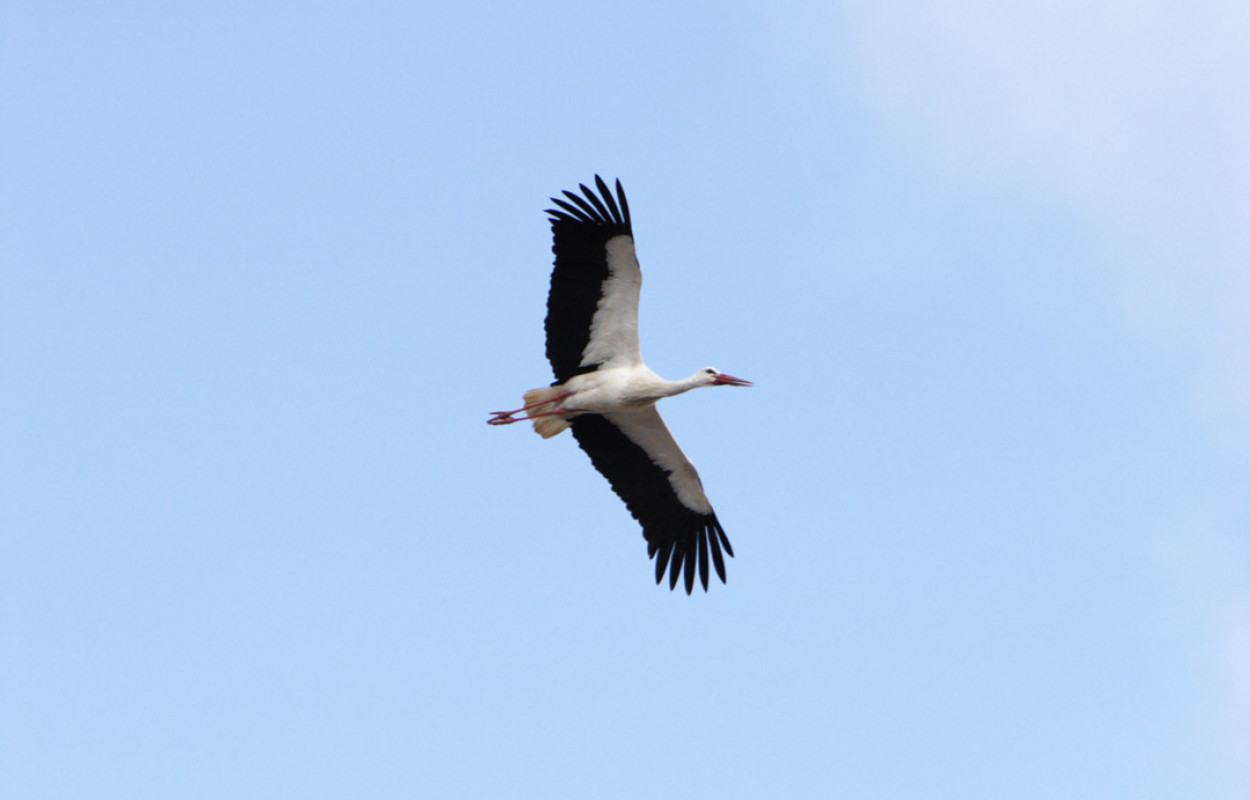 White Stork by John Proudlock / BTO