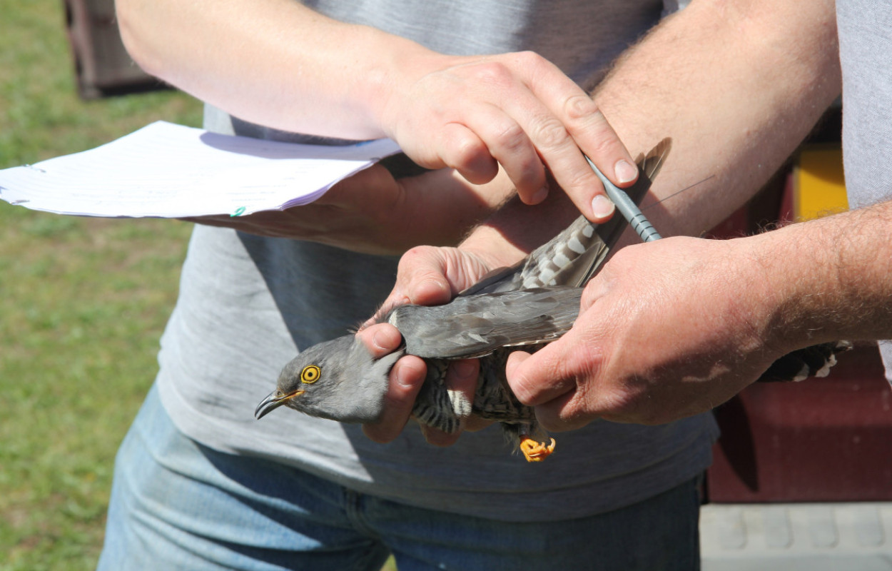 A Cuckoo just after satellite tagging, by Mike Toms / BTO