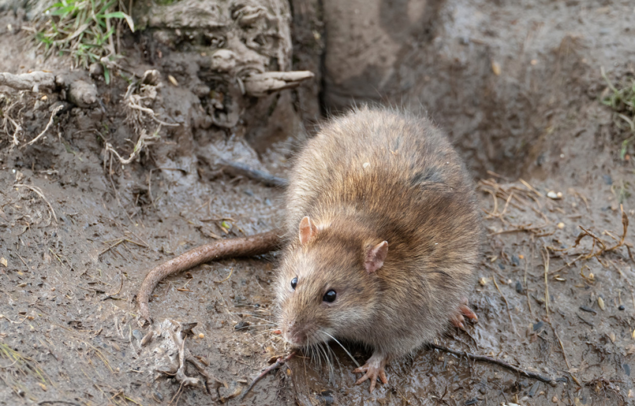 Brown Rat, by Edmund Fellowes / BTO