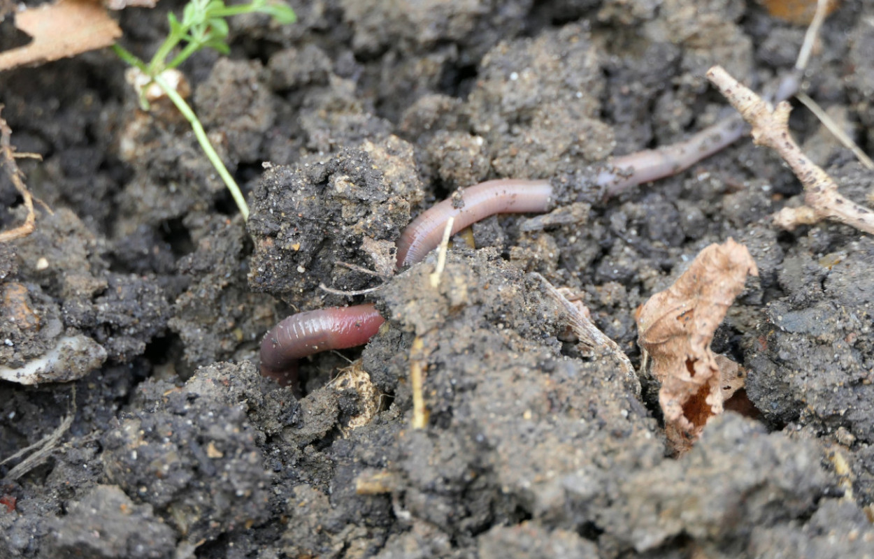Earthworm, by Mike Toms/BTO