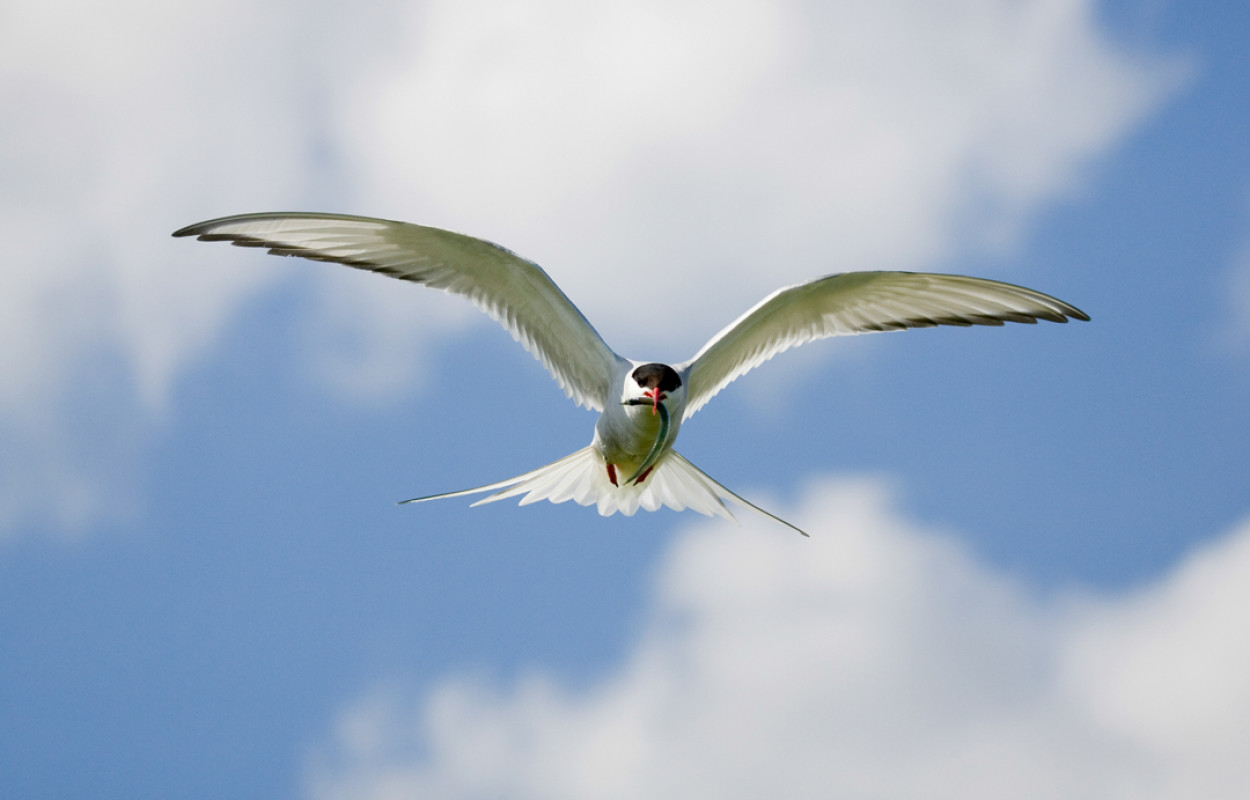 Arctic Tern, by Edmund Fellowes / BTO