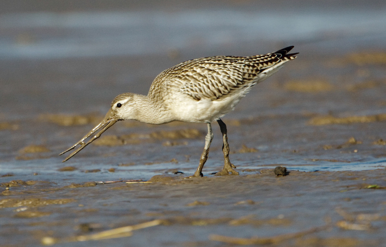 Bar-tailed Godwit, by Graham Catley / BTO